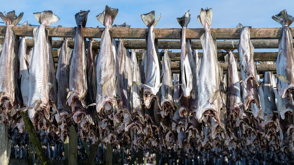 Tørrfisk på hjell i Henningsvær